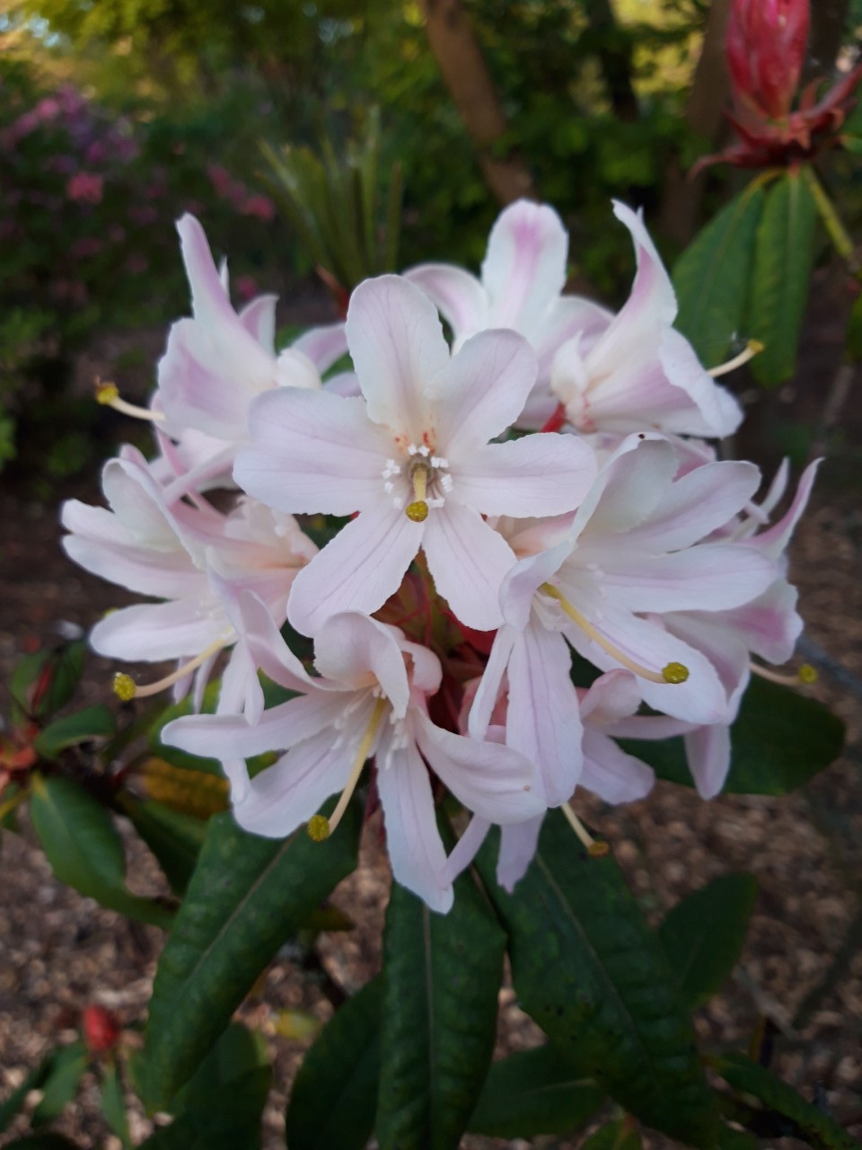 'Glebe Surprise'